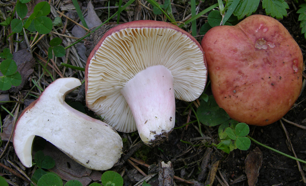 Russula di pino silvestre(2)
